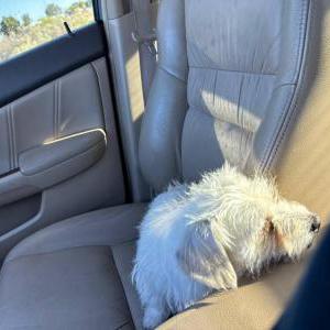 Lost Dog Kobe