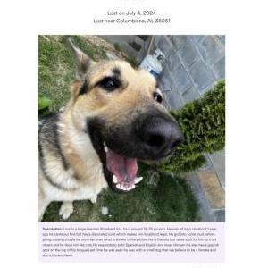 Lost Dog Lovo