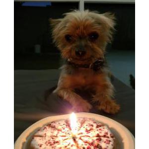 Lost Dog Bentley