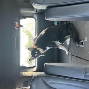 Found Dog Unknown