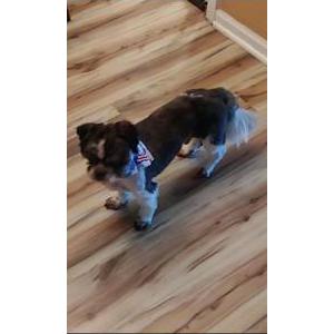 Lost Dog Milo
