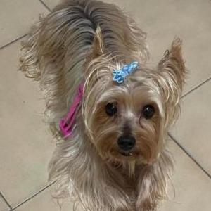 Lost Dog Cookie