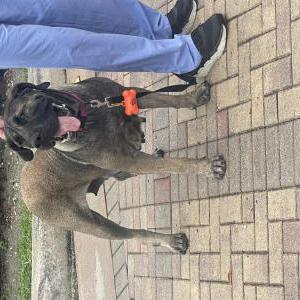 Found Dog Unknown2841