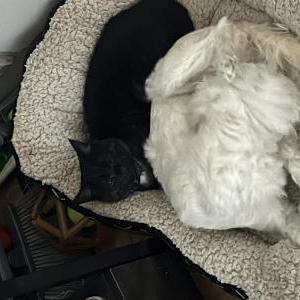 Lost Dog Dallas