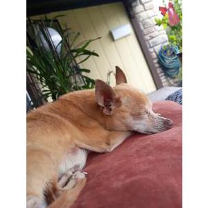 Lost Dog Chase