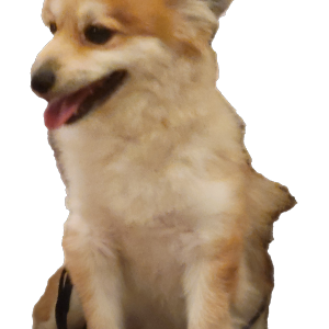 Found Dog Unknown