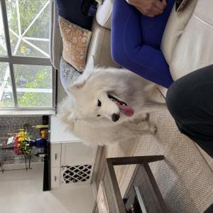 Found Dog not sure