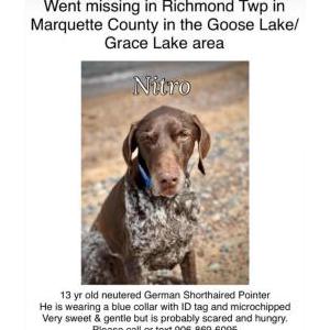 Lost Dog Nitro