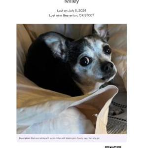 Lost Dog Miley