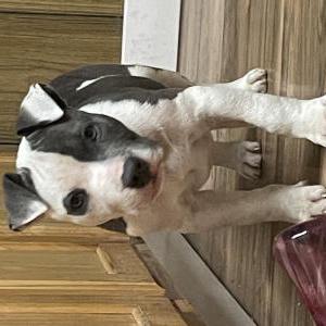Lost Dog Blue