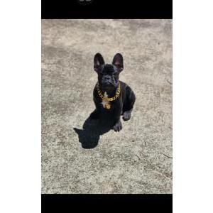 Lost Dog Gucci