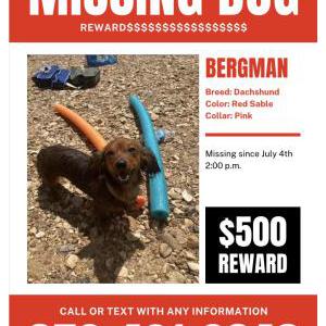 Image of Lady, Lost Dog