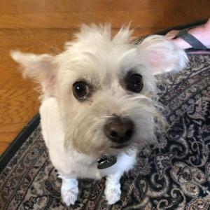 Lost Dog Scrappy