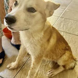 Found Dog Unknown