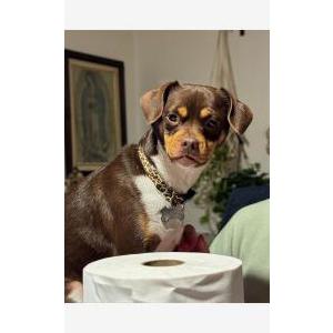 Lost Dog Ibia