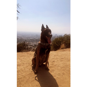 Lost Dog Bruno