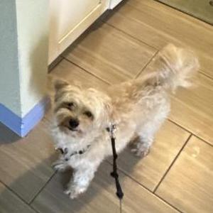 Lost Dog Bub