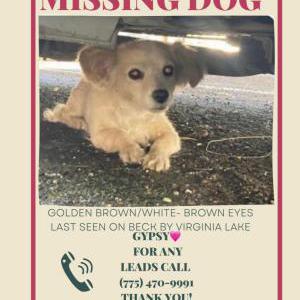 Lost Dog Gypsy