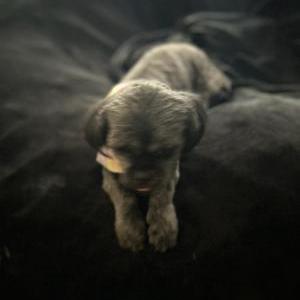 Lost Dog Raven
