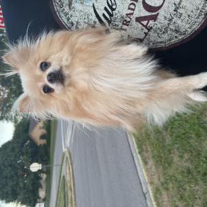 Found Dog Unknown