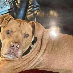 Lost Dog Rocket