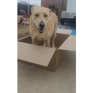Lost Dog Kiwi