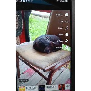 Lost Dog Susie