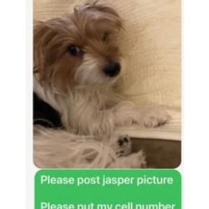 Lost Dog Jasper