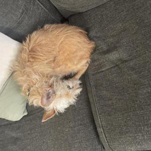 Lost Dog Gidget