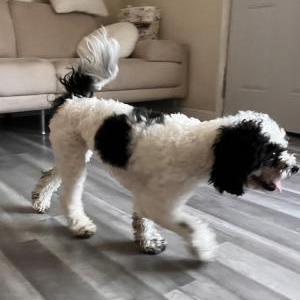Found Dog Unknown