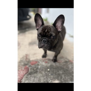Lost Dog London