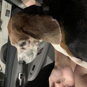 Lost Dog Unknown