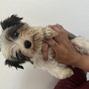 Found Dog Unknown