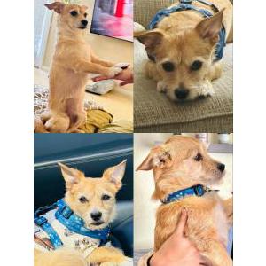 Lost Dog Luca