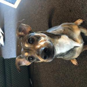 Lost Dog Buttons