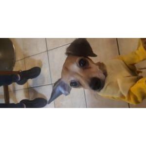 Lost Dog Chunky