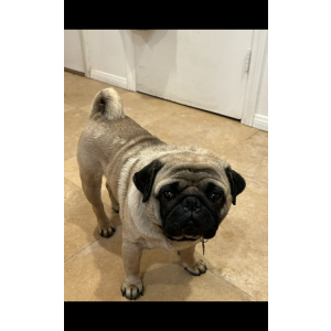 Lost Dog Yogi