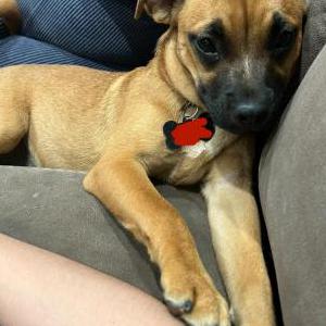 Lost Dog Daisy