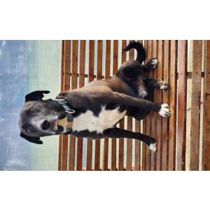 Lost Dog Turbo