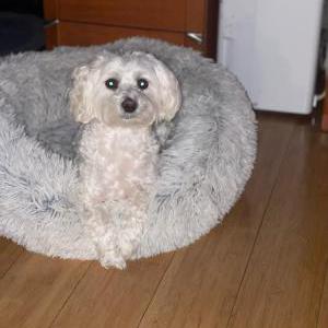 Lost Dog CG