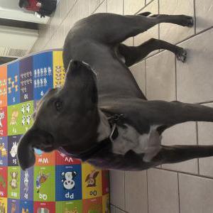 Lost Dog Bronx