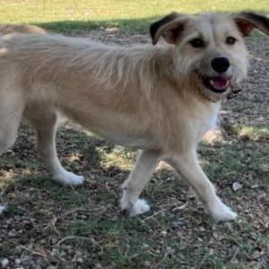 Lost Dog Wendy
