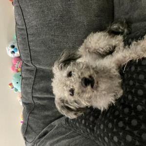 Found Dog Unknown