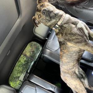 Lost Dog Zoe