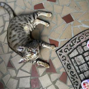 Image of unknown, Found Cat