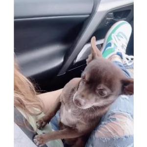 Lost Dog Star