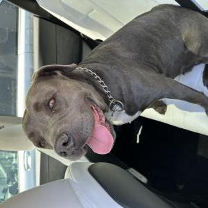 Found Dog Unknown