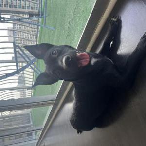 Found Dog Unknown