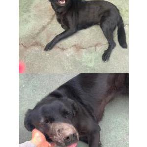 Lost Dog Lucy