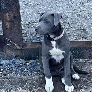 Lost Dog Penny
